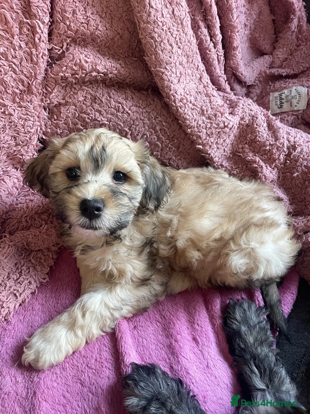 Shihpoo dogs for sale: *** LAST 1 LEFT** REDUCED TO SELL *** READY NOW ** - Advert 2