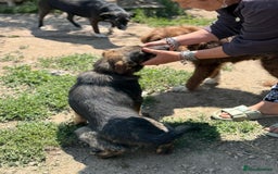 Mixed Breed dogs for adoption: Meet Lovely little LOTTIE! she needs a Loving Home - Image 17