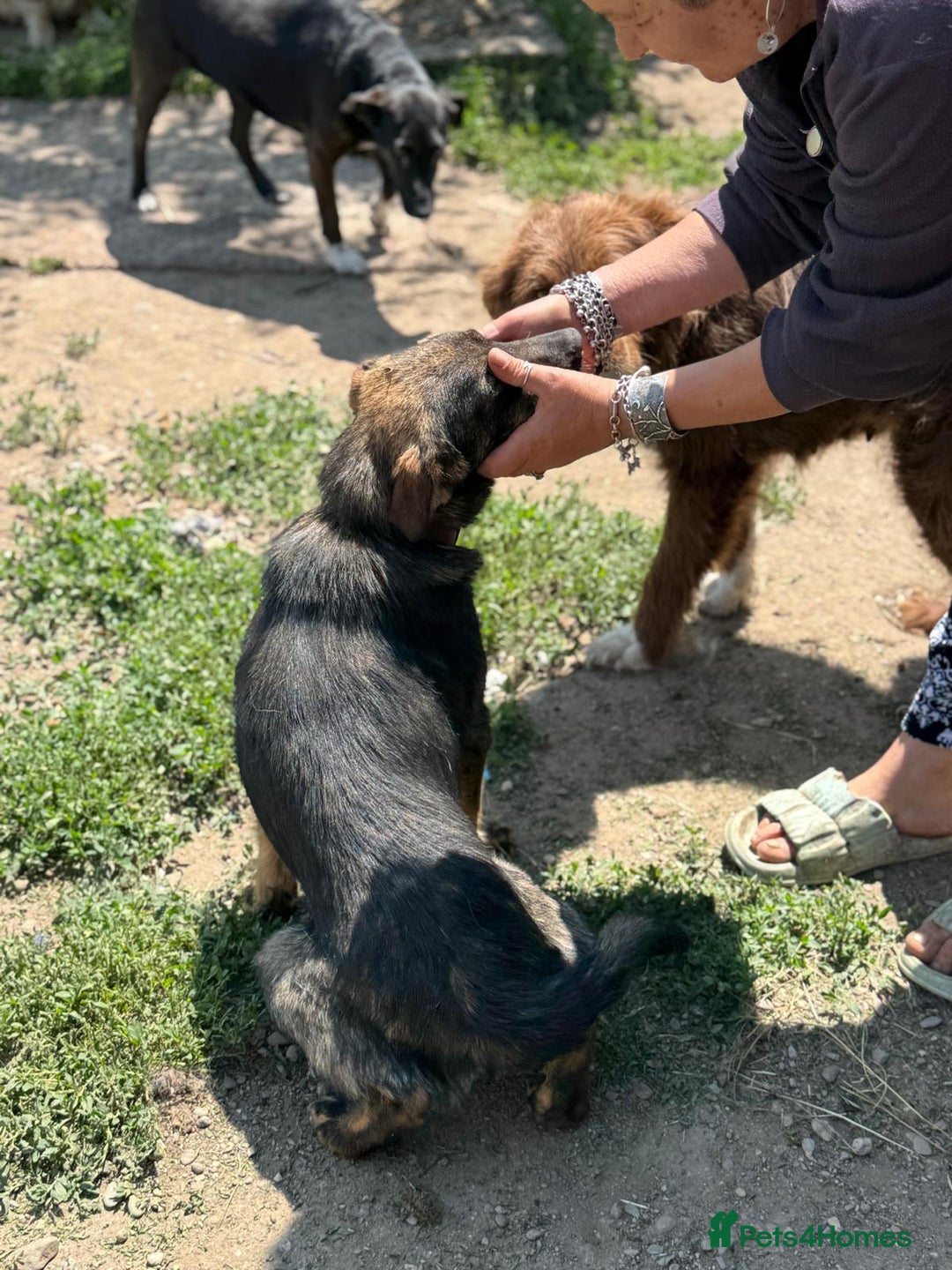 Mixed Breed dogs for adoption: Meet Lovely little LOTTIE! she needs a Loving Home - Image 17