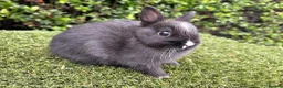 Netherland Dwarf rabbits for sale: Netherland Dwarf baby rabbits ready to leave  - Advert 2