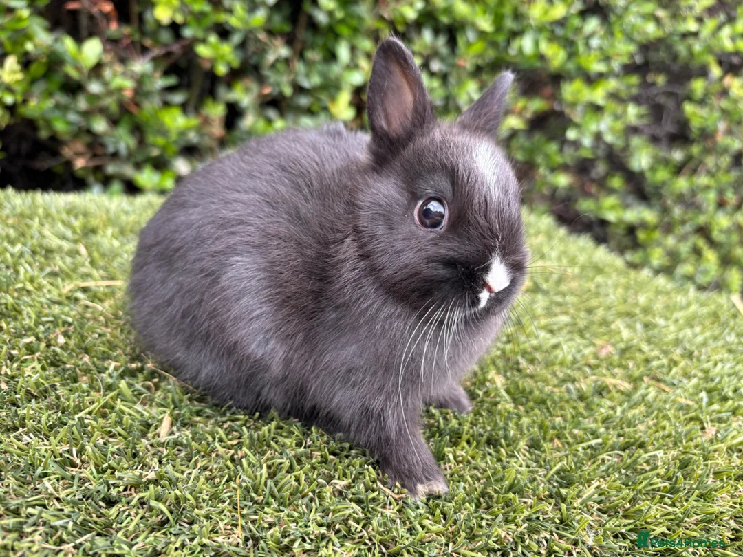 Netherland Dwarf rabbits for sale: Netherland Dwarf baby rabbits ready to leave  - Advert 2