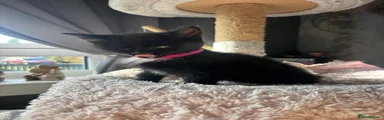 Mixed Breed 2