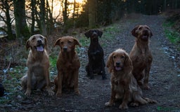 German Shorthaired Pointer dogs for sale: Stunning KC German Shorthaired Pointer Puppies - Image 18