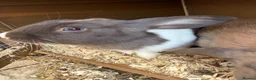 Dwarf Lop rabbits for sale: Bunnies for sale  in Oxford - Advert 7