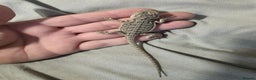 Bearded Dragon reptiles for sale: Baby bearded dragons for sale £80 each  - Advert 5