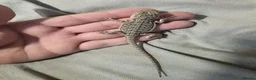 Bearded Dragon reptiles for sale: Baby bearded dragons for sale £80 each  - Advert 5