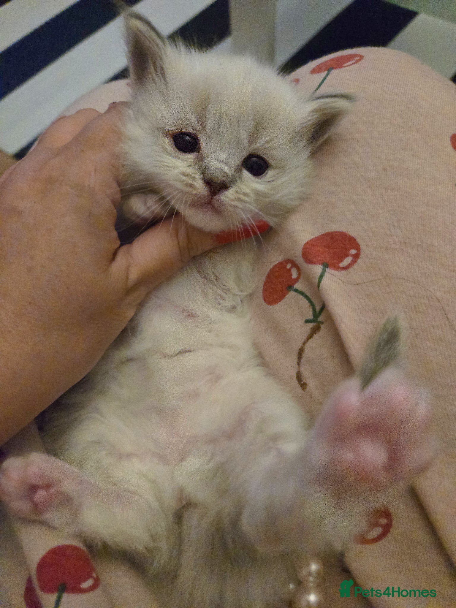 Ragdoll cats for sale: Stunning litter of Purebred Ragdoll kittens - Advert 33
