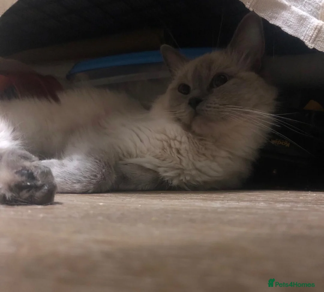 Ragdoll cats for sale: Kiki looking for her forever home - Advert 4