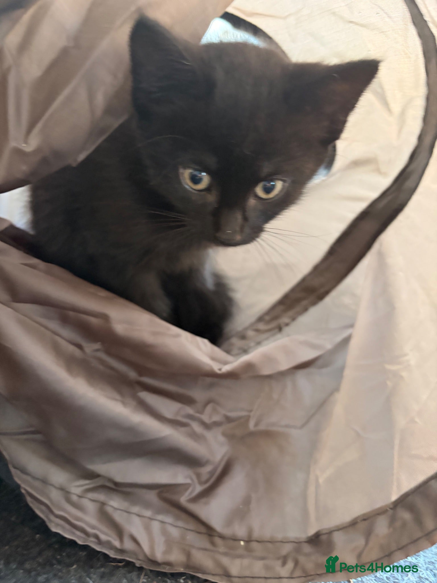 Mixed Breed cats Kittens for sale  - Advert 2
