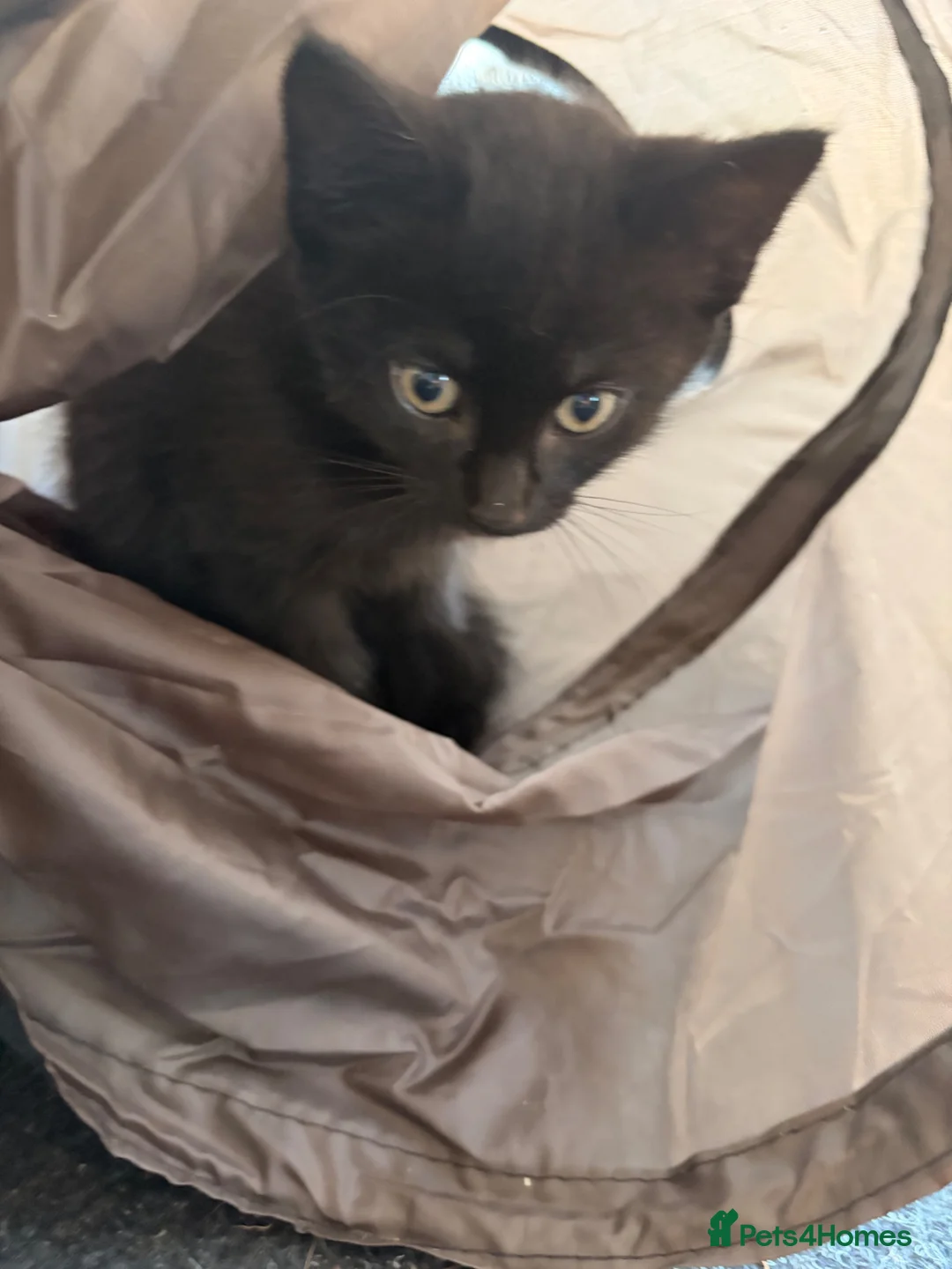 Mixed Breed cats for sale: Kittens for sale  in Delabole - Advert 1