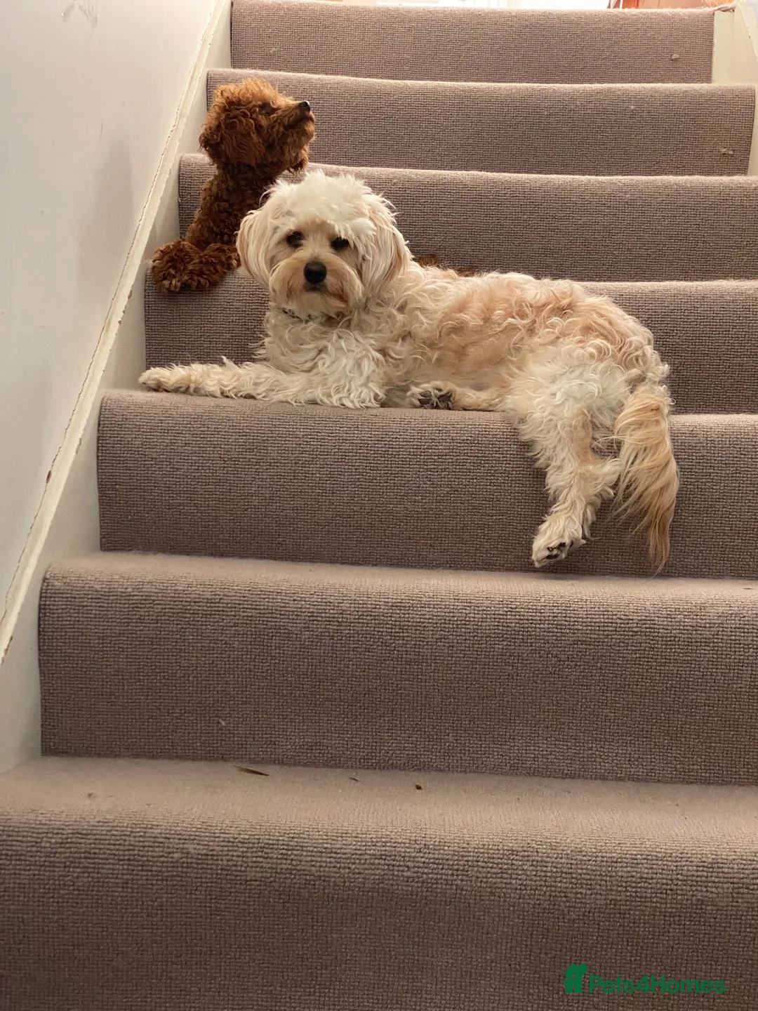 Cavapoochon dogs for sale: Gorgeous Health Tested Toy Poodle and Cavapoochon - Advert 11