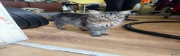 Mixed Breed cats for sale: 2 ginger boys and 2 tabby girls - Advert 12