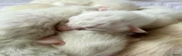 Ragdoll cats for sale: Rare Flame Lynx Ragdoll Kittens excellent Quality  - Advert 10