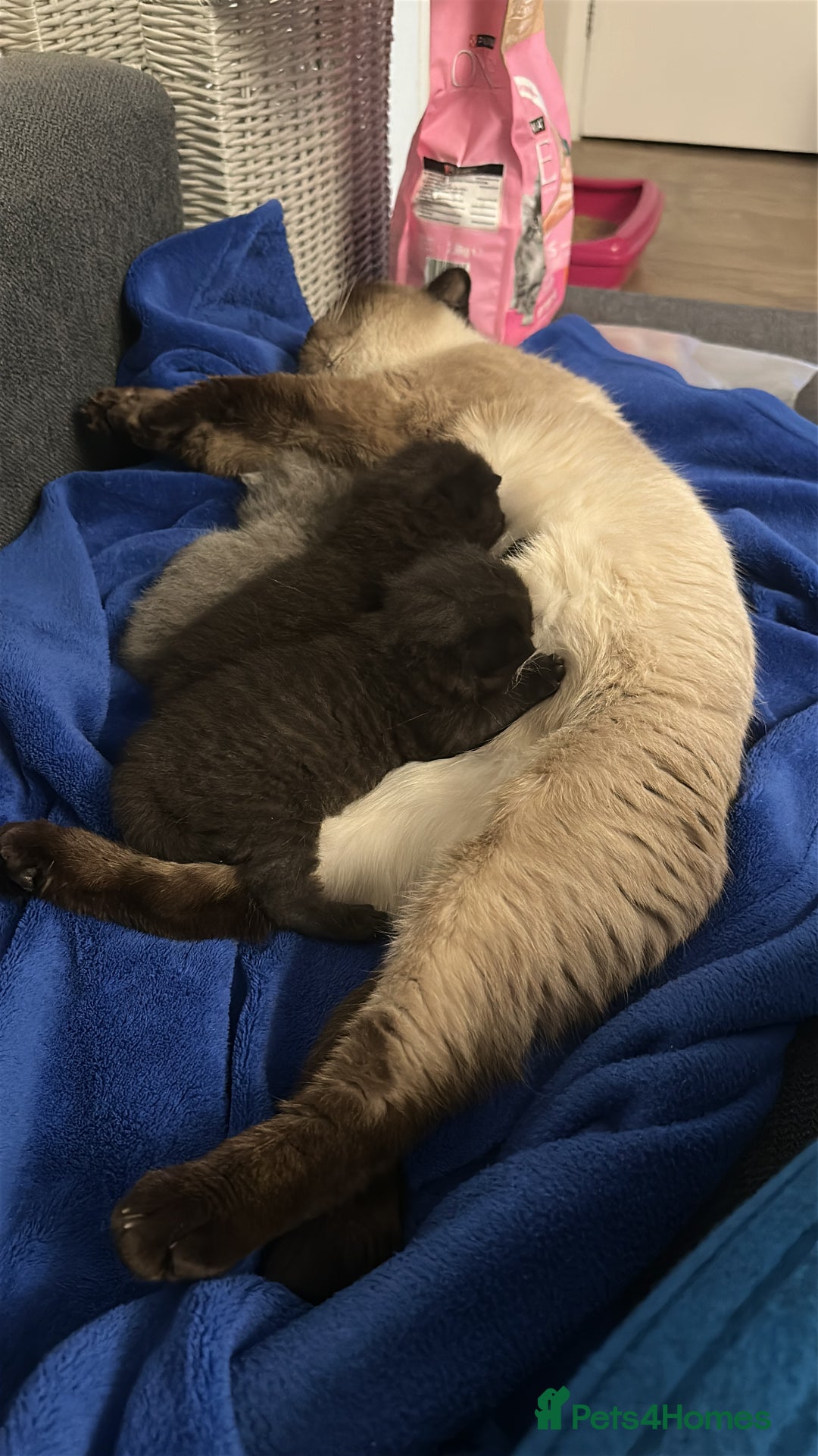 British Shorthair cats for sale: BeautifulGCCF Registered British Shorthair Kittens - Advert 5