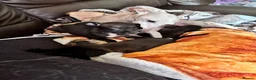 Mixed Breed dogs for sale: Italian Greyhound cross, mums final litter! in Maidstone - Advert 12