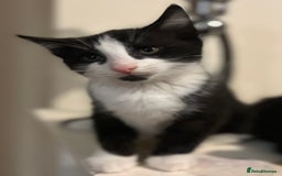 Domestic Shorthair cats for sale: 3 Handsome kittens black+white  - Image 4