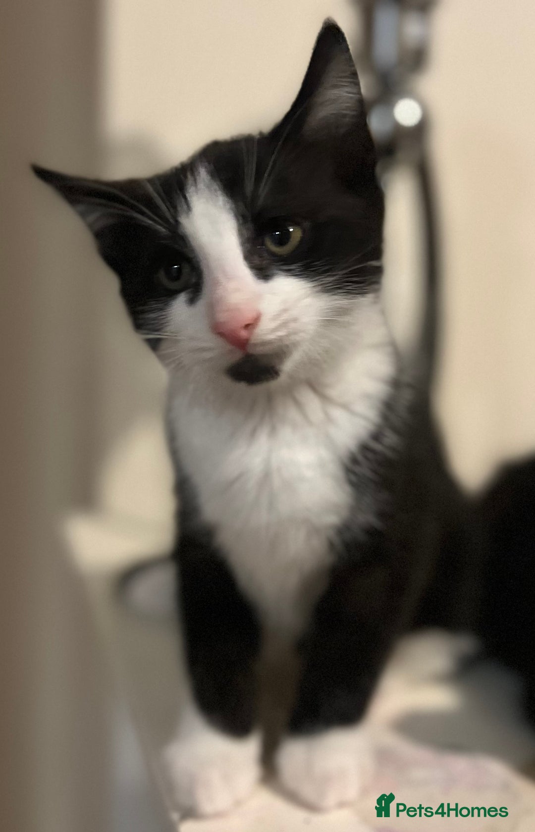 Domestic Shorthair cats for sale: 3 Handsome kittens black+white  - Image 4