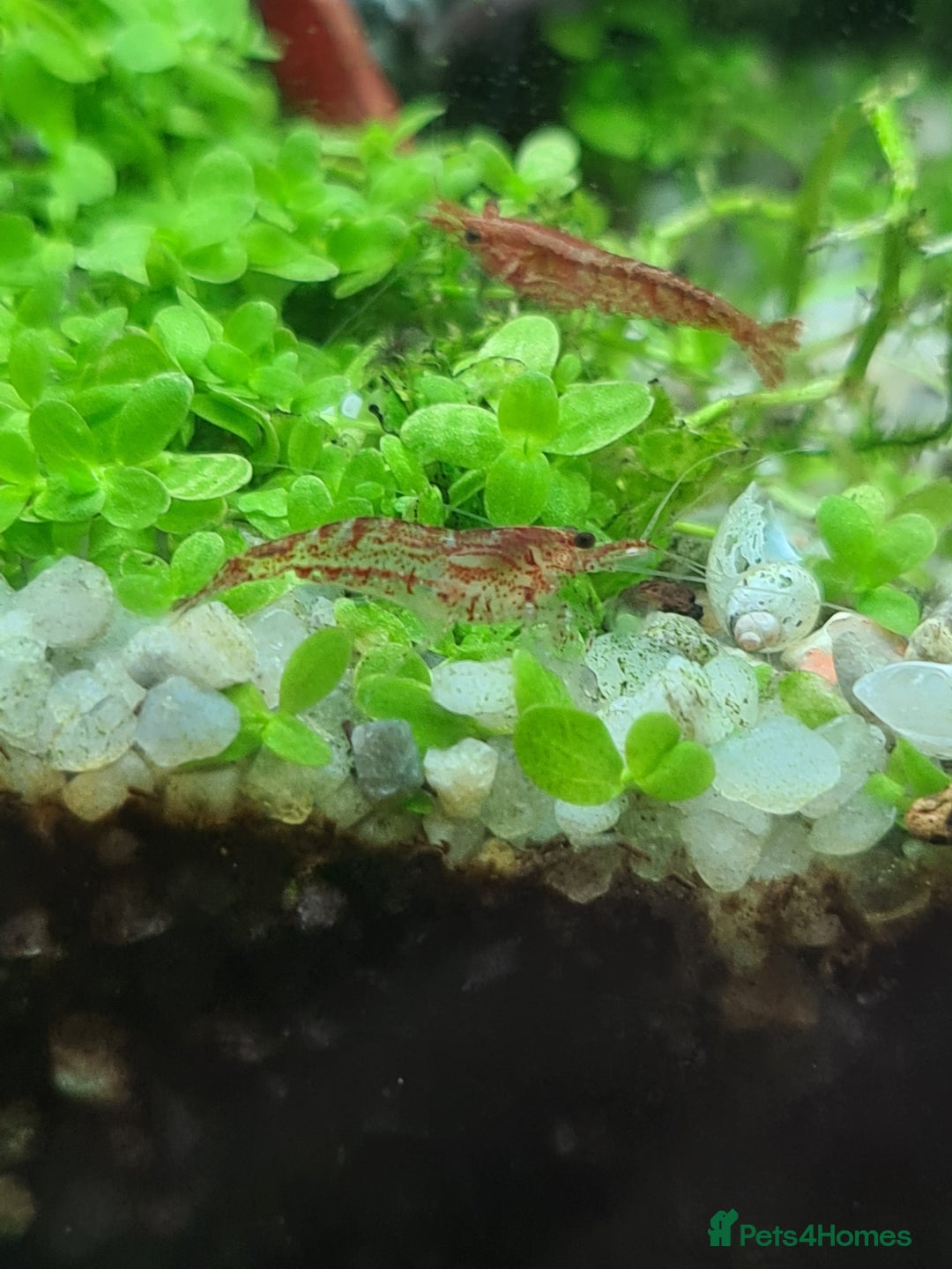 Shrimps fish for sale: 🔥Juv. RED, BLUE & YELLOW SHRIMP🦐 + free plant 🍃 - Advert 9