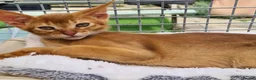 Abyssinian cats for sale: Beautiful pedigree TICA abyssinian kittens - Advert 1