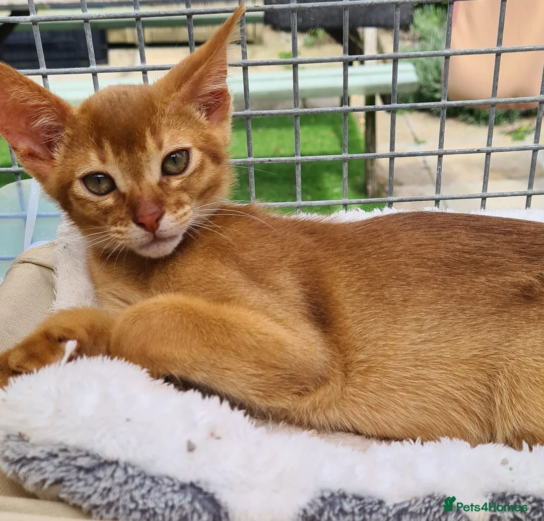 Abyssinian cats for sale: Beautiful pedigree TICA abyssinian kittens - Advert 1