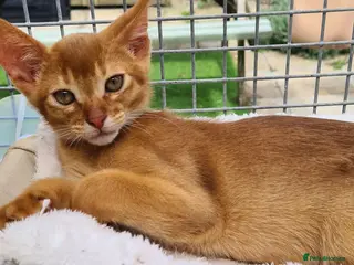 Abyssinian cats Beautiful pedigree TICA abyssinian kittens - Advert 1