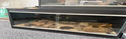 Corn Snake reptiles for sale: 2 corn snakes for sale  - Advert 4