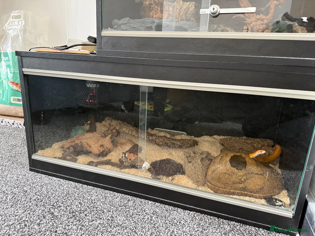 Corn Snake reptiles for sale: 2 corn snakes for sale  - Advert 4