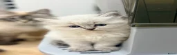 Siberian cats for sale: Beautiful Neva Masquerade Kittens for Sale 🐾 - Advert 2