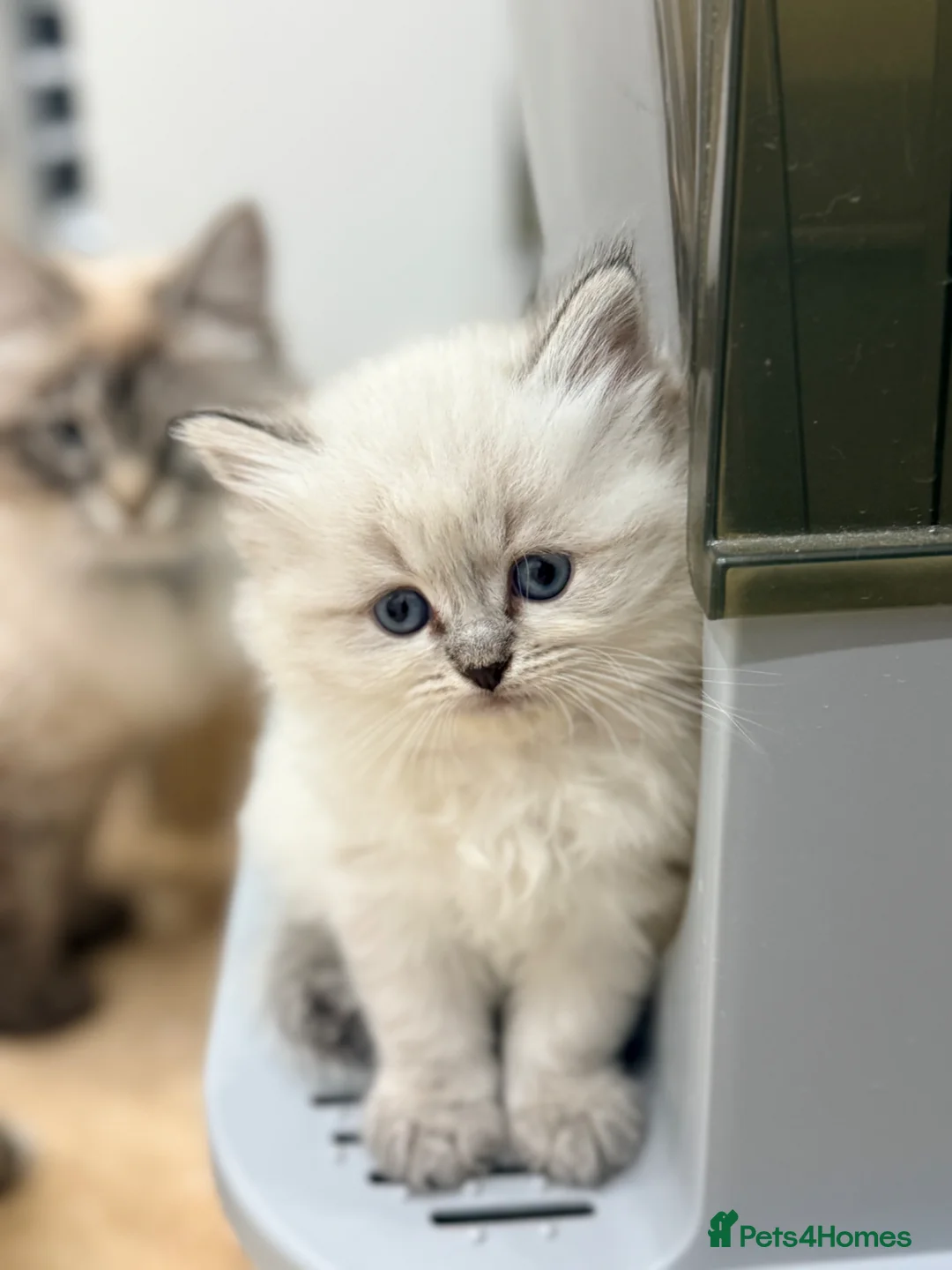 Siberian cats for sale: Beautiful Neva Masquerade Kittens for Sale 🐾 - Advert 2