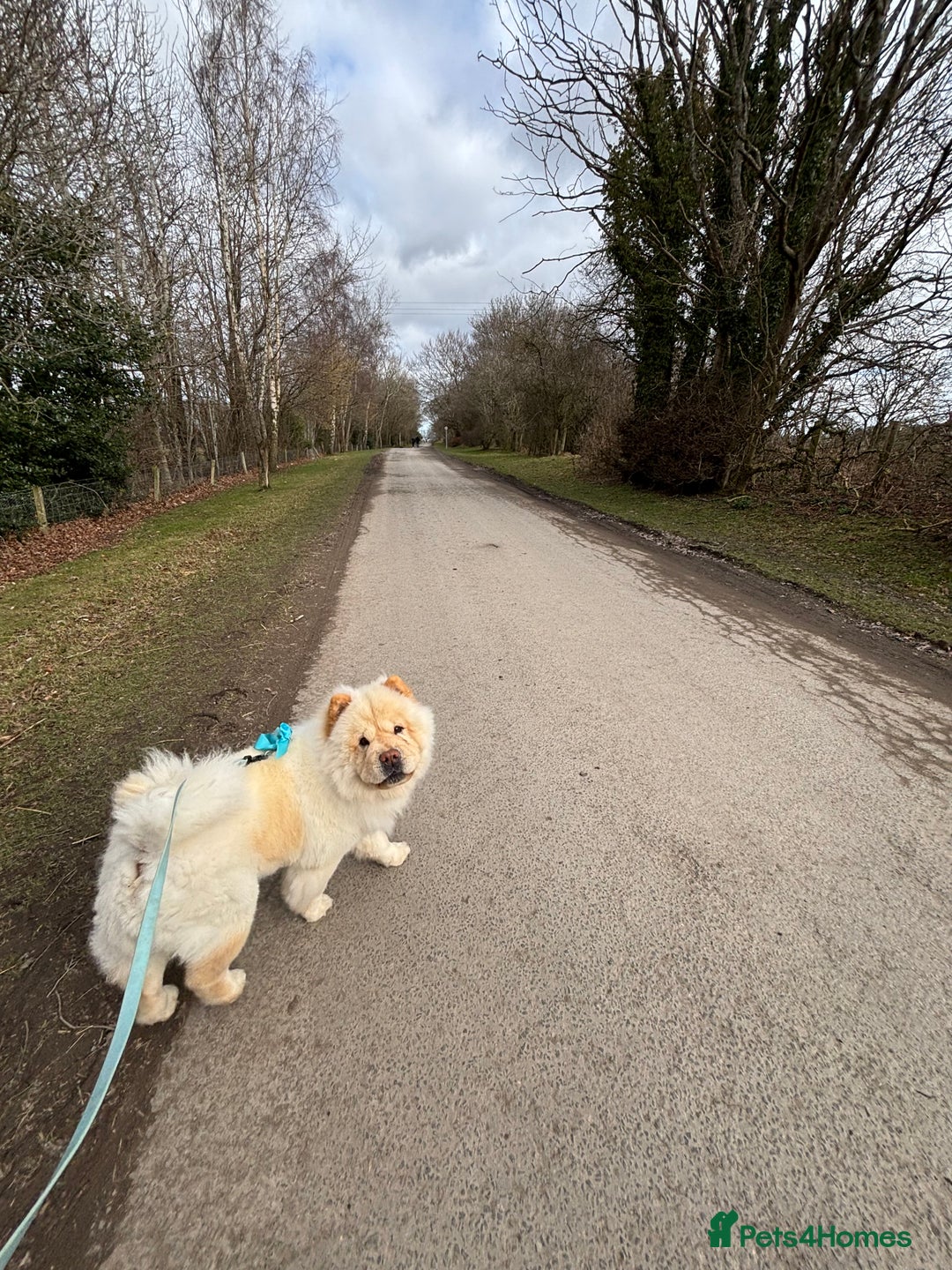 Chow Chow dogs for sale: ❤️ Heartbreaking Rehoming Chow Needs Forever Home  - Advert 2