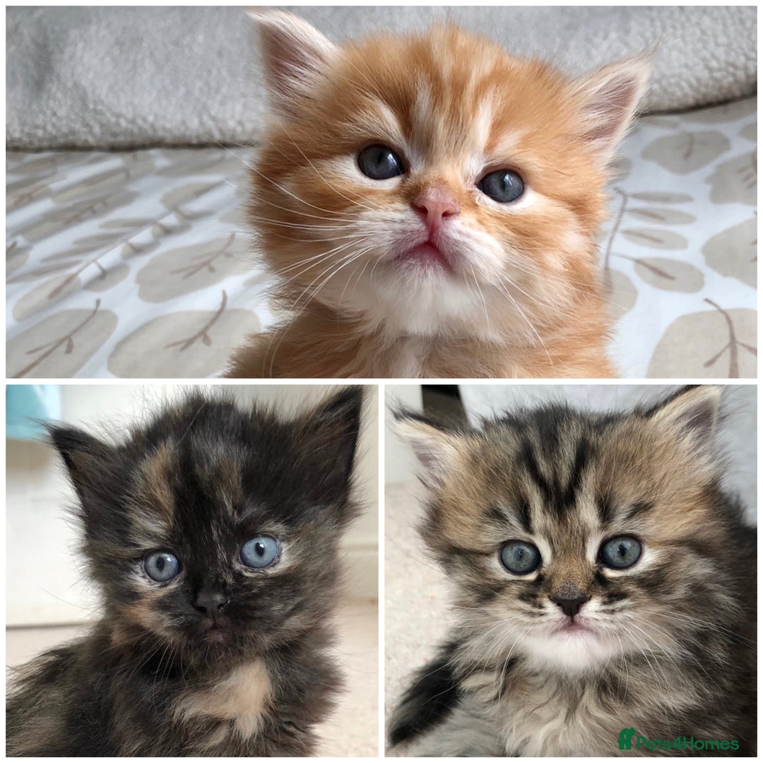 Siberian cats for sale: Stunning Siberian Kittens! - Image 15