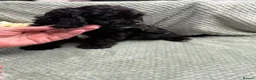 Cavapoo dogs for sale: Beautiful Cavapoo puppies - Advert 13