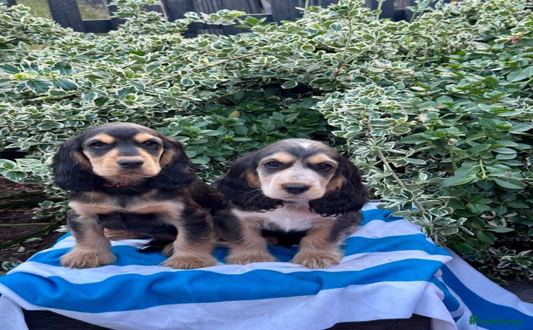 Cocker Spaniel dogs in Market Drayton - Advert 2