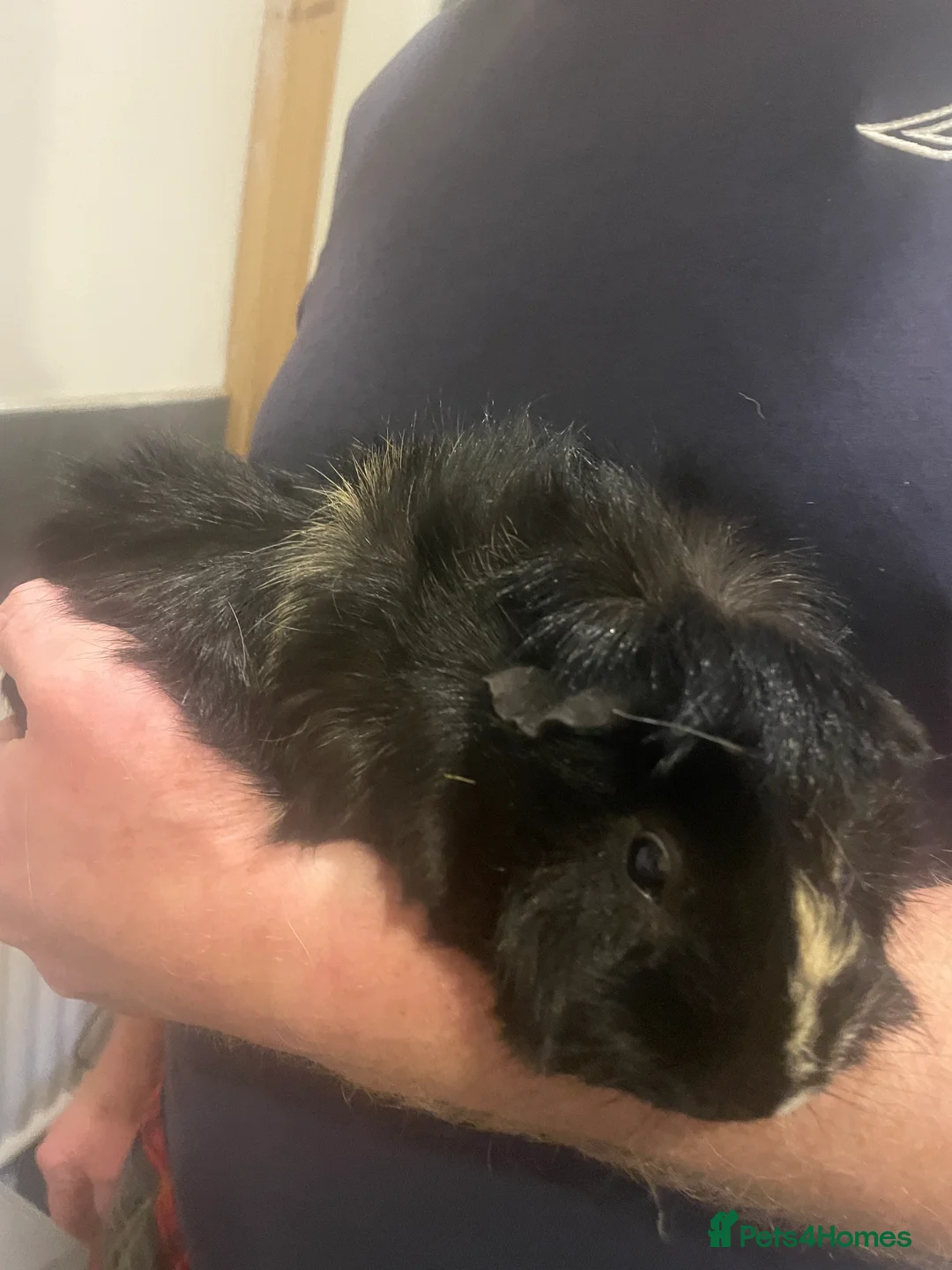 Guinea Pig rodents for sale: 3 Male Guinea pigs 15 months old - Advert 10