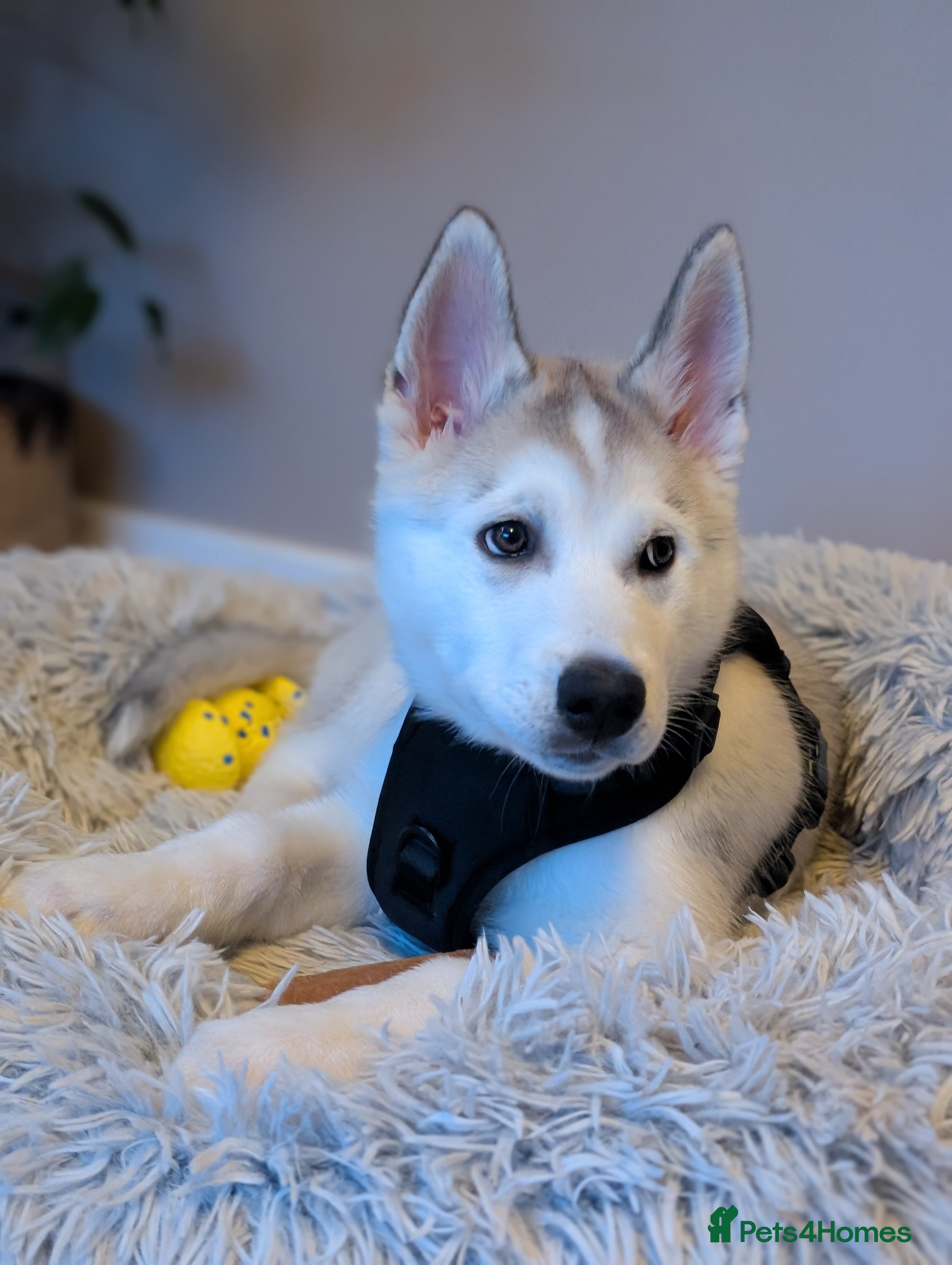 Siberian Husky dogs Siberian Husky puppy - Advert 1