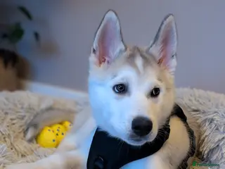 Siberian Husky dogs Siberian Husky puppy - Advert 1