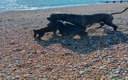 Cane Corso dogs for sale: Beautiful Cane Corso  - Image 3