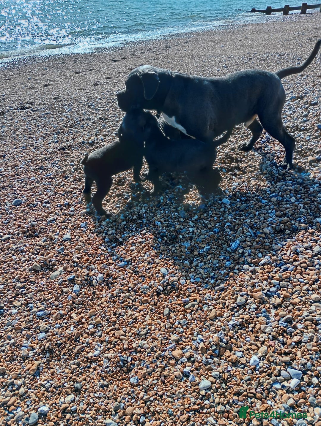 Cane Corso dogs for sale: Beautiful Cane Corso  - Image 3