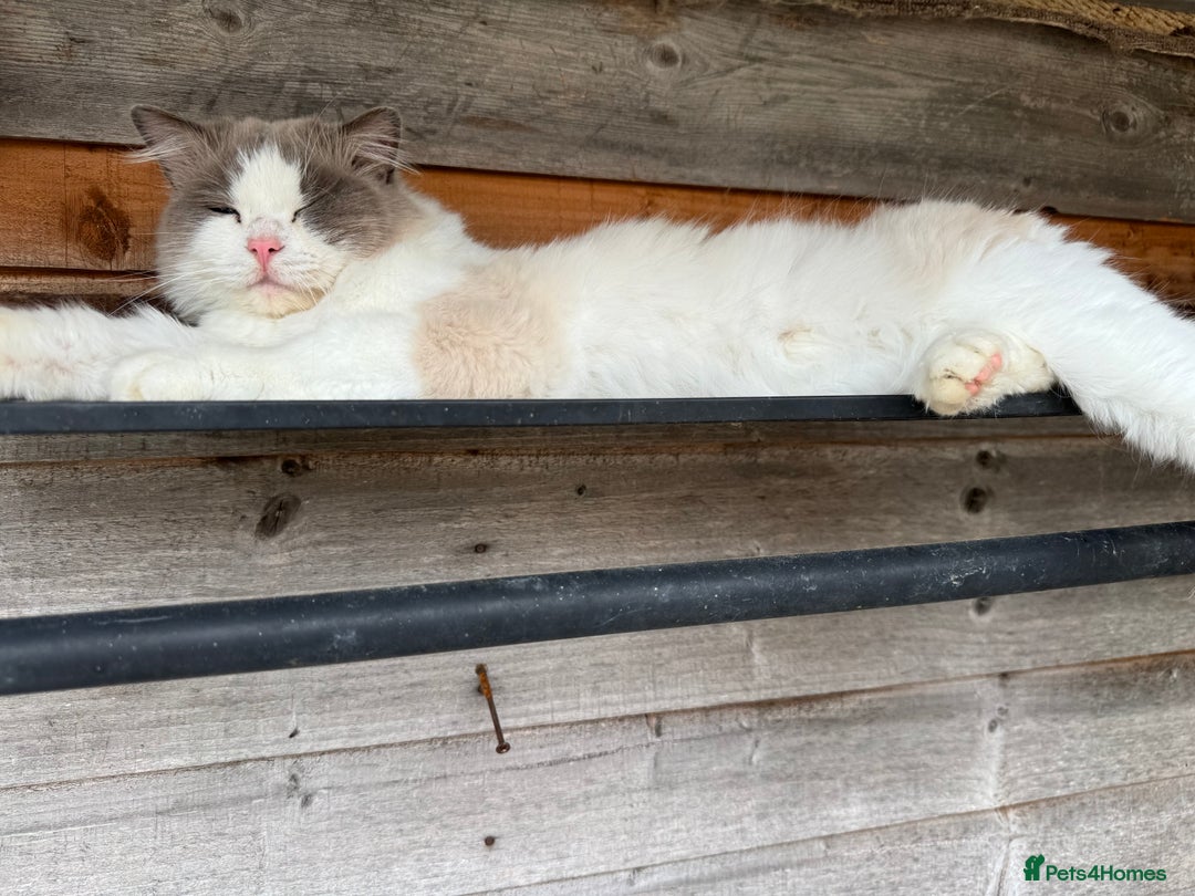 Ragdoll cats for stud: GCCF Blue Bicolour Ragdoll stud - Advert 5