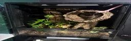 Gecko reptiles for sale: Male crested gecko in Houghton le Spring - Advert 3