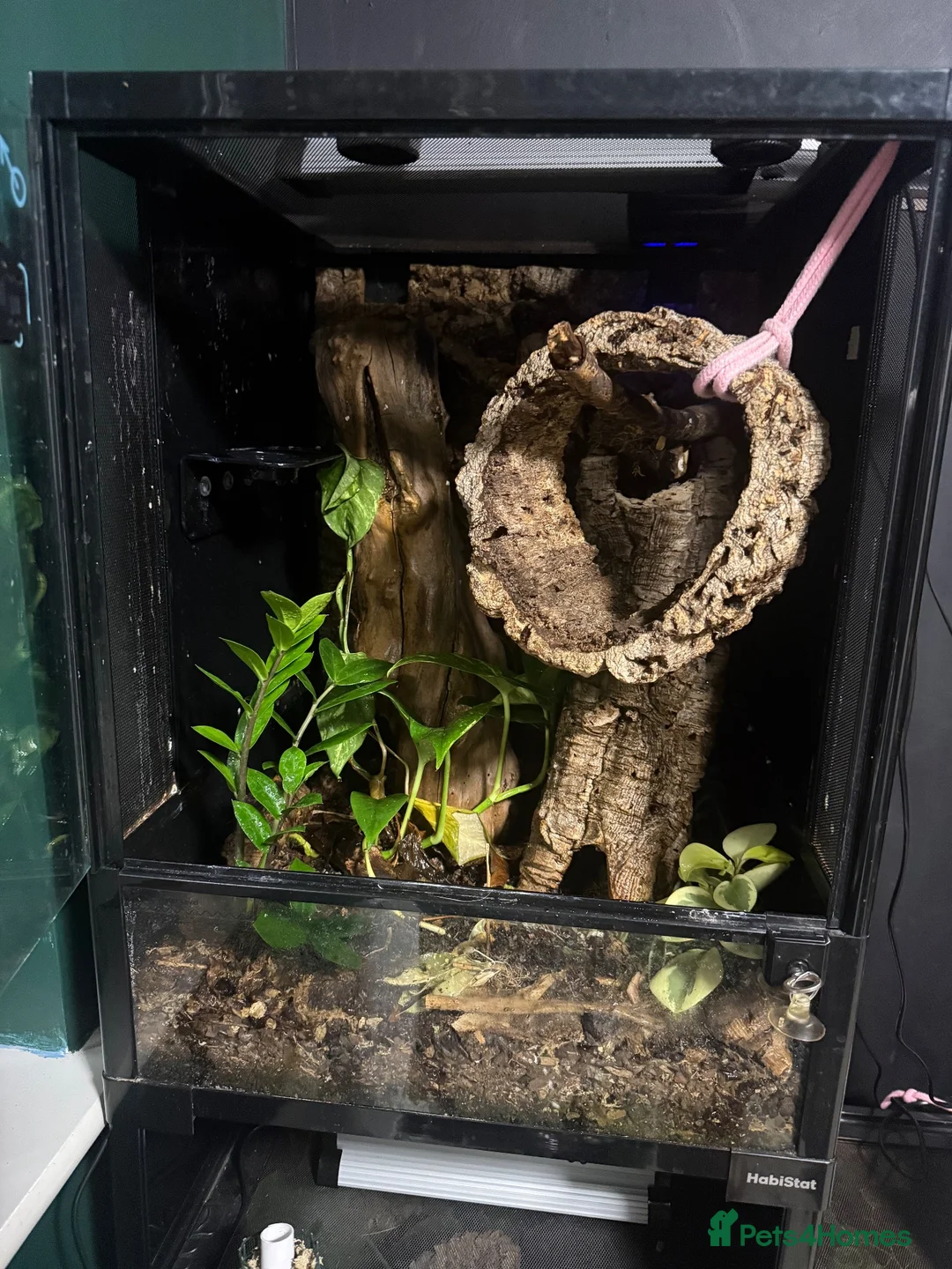Gecko reptiles for sale: Male crested gecko in Houghton le Spring - Advert 3