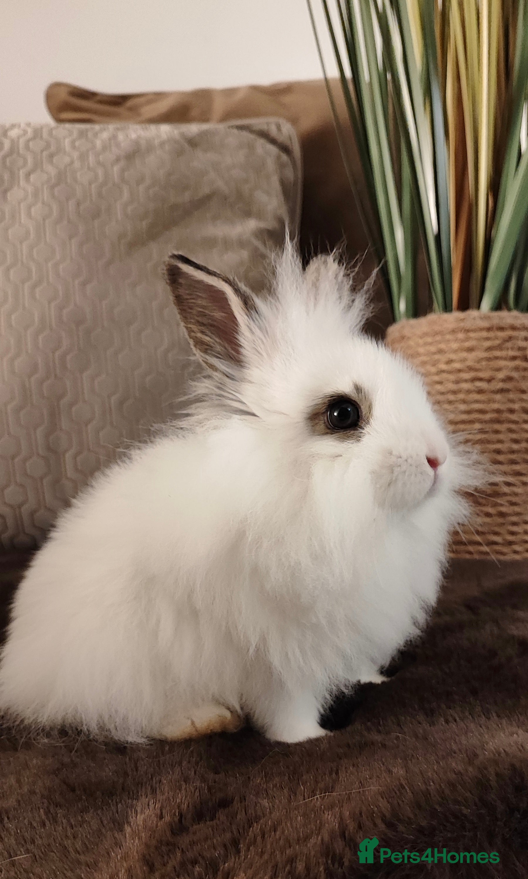 Mini Lion Lop rabbits Wonderful mini lion head lops - Advert 6