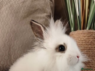 Mini Lion Lop rabbits Wonderful mini lion head lops - Advert 6