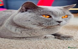 British Shorthair cats for sale: Beautiful British Shorthair Kittens - Advert 4