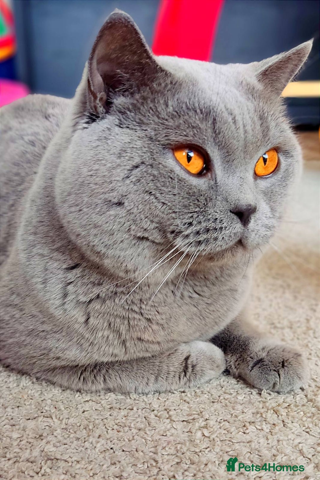 British Shorthair cats for sale: Beautiful British Shorthair Kittens - Advert 4