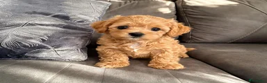 Maltipoo Puppy 3