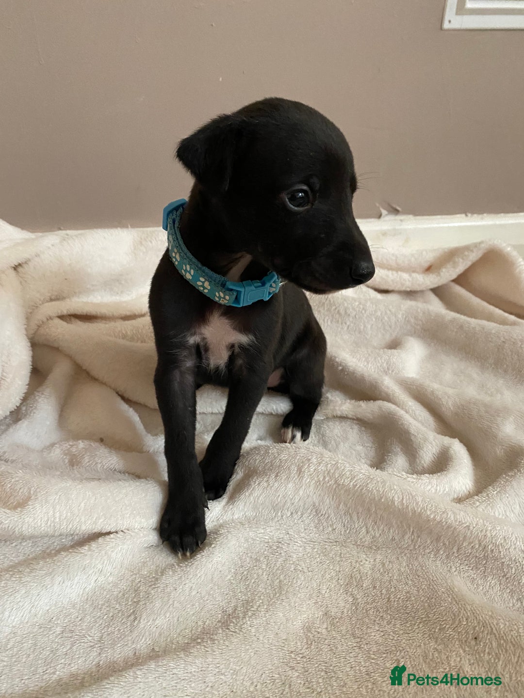 Whippet dogs for sale: 6 stunning whippet puppies  - Image 3