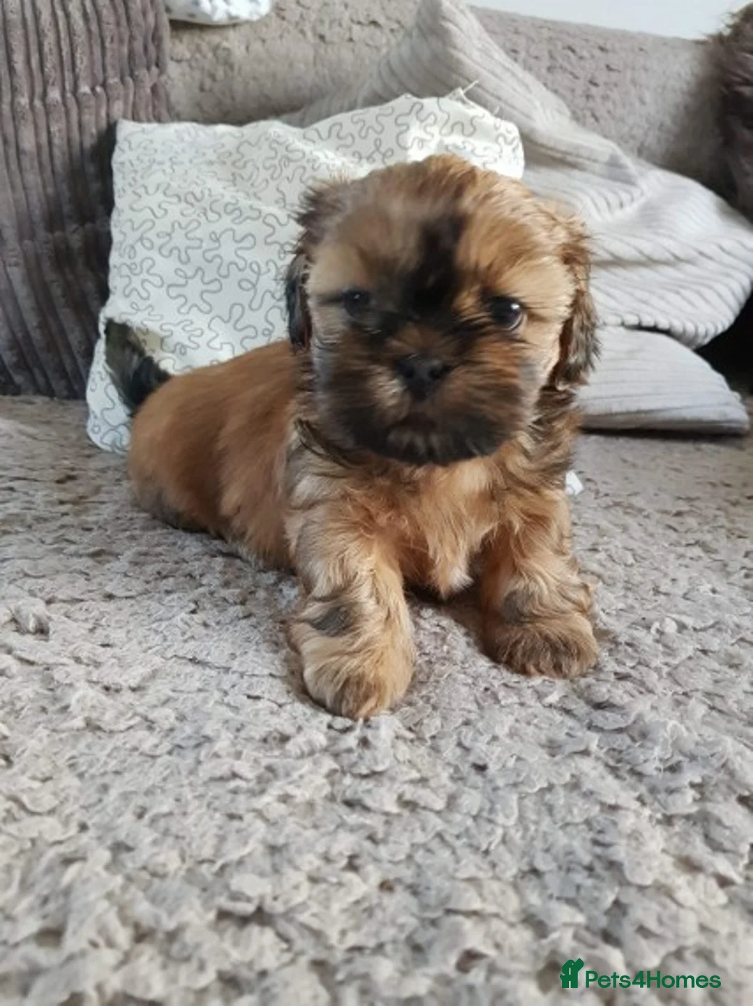 Shih Tzu dogs for stud: Shih tzu stud (Proven) not for sale in Glasgow - Advert 15