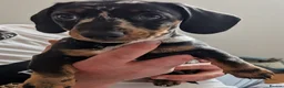 Miniature Dachshund dogs for sale: 2 beautiful dachshund pups  - Advert 2