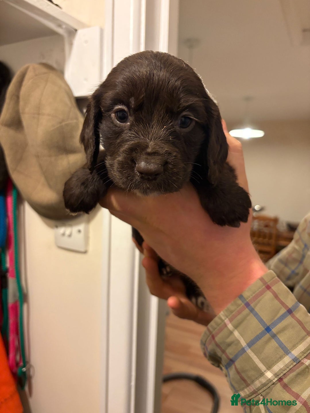Sprocker dogs for sale: Sprocker spaniel puppies  - Image 8